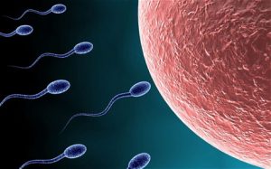 sperm cells swimming towards female ovum for fertilization